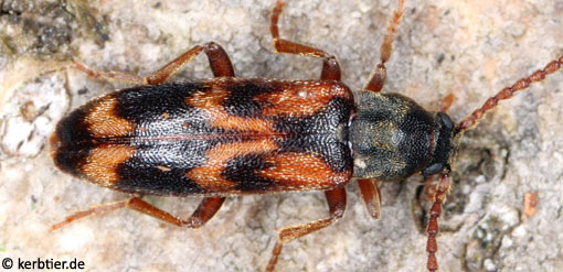 Hypulus quercinus