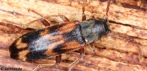 Hypulus quercinus B