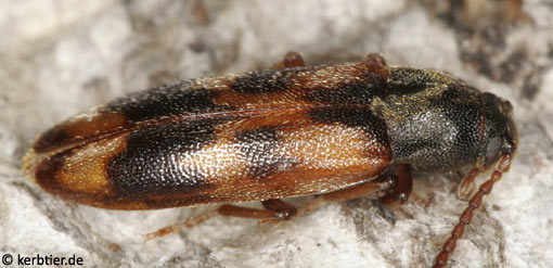 Hypulus quercinus C