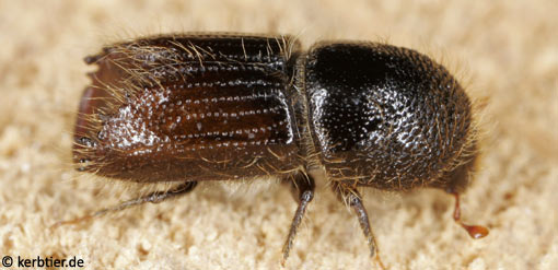 Ips typographus