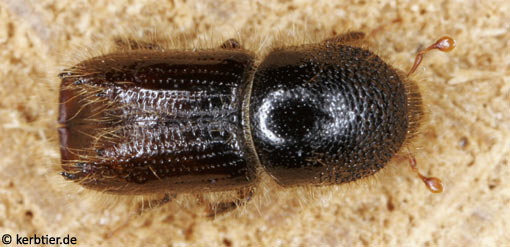 Ips typographus B