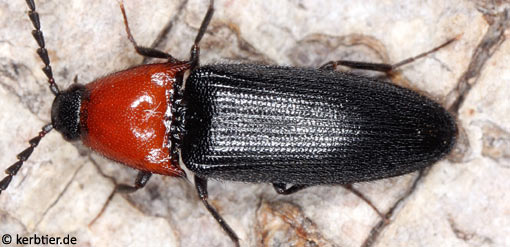 Ischnodes sanguinicollis