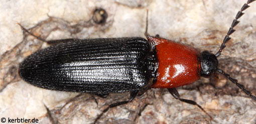 Ischnodes sanguinicollis B