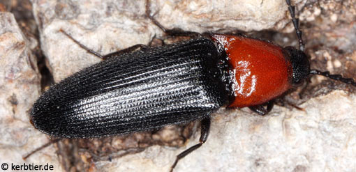 Ischnodes sanguinicollis C