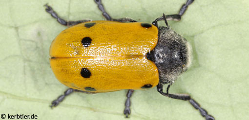 Lachnaia sexpunctata