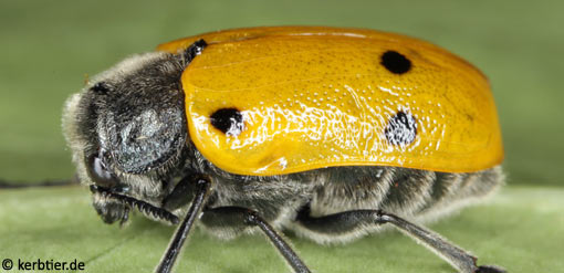 Lachnaia sexpunctata B