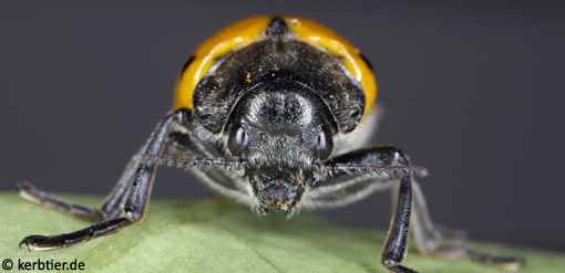 Lachnaia sexpunctata C