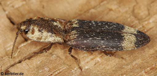 Lacon querceus