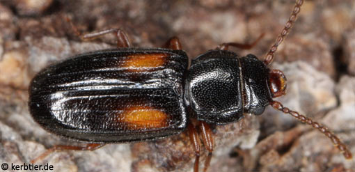 Laemophloeus kraussi