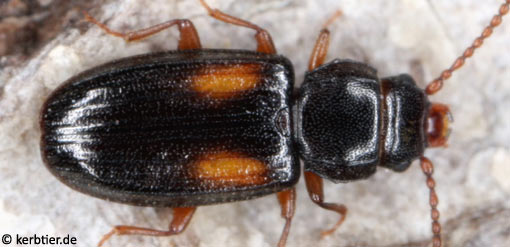 Laemophloeus kraussi C