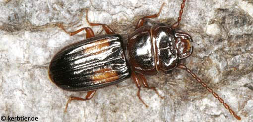 Laemophloeus monilis