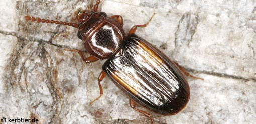 Laemophloeus monilis B