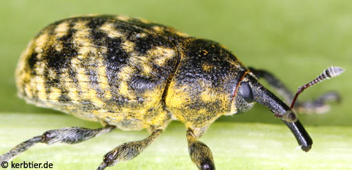 Larinus beckeri