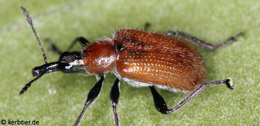 Lasiorhynchites coeruleocephalus