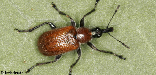 Lasiorhynchites coeruleocephalus C