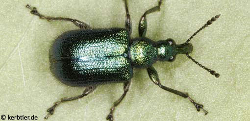 Lasiorhynchites sericeus