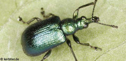 Lasiorhynchites sericeus C