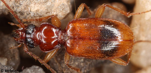 Lasiotrechus discus