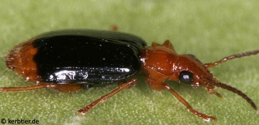 Lebia marginata