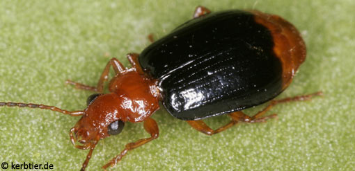 Lebia marginata B