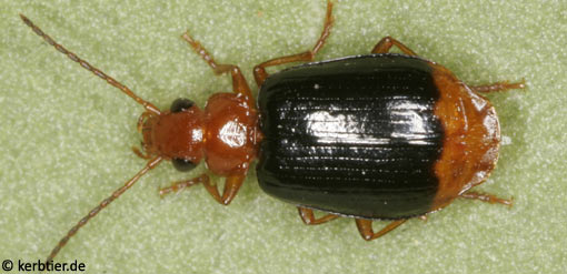 Lebia marginata C