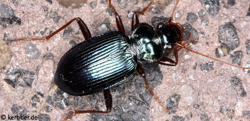 Leistus spinibarbis