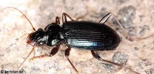 Leistus spinibarbis B