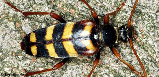 Leptura aurulenta