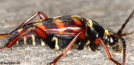 Leptura aurulenta B