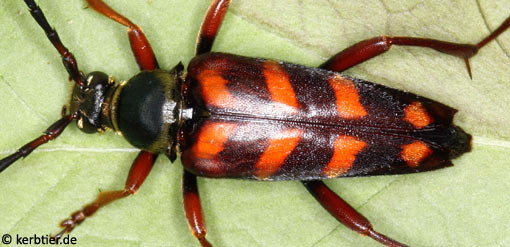 Leptura aurulenta C