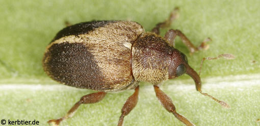Lignyodes enucleator