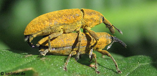 Lixus bardanae