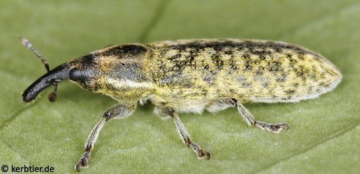 Lixus filiformis