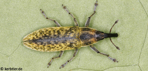 Lixus filiformis C