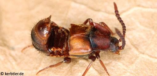 Lomechusa emarginata C