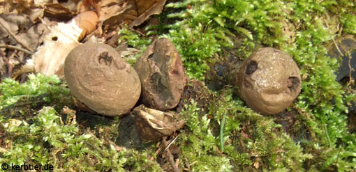 Lycoperdina bovistae C