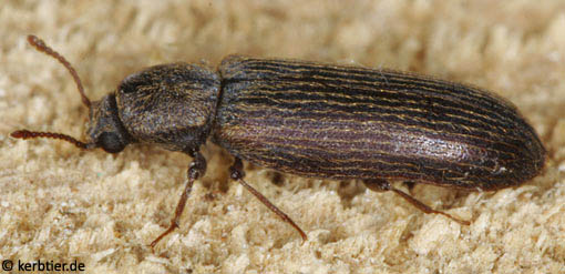 Lyctus cavicollis