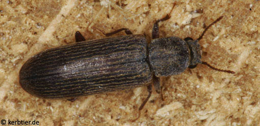 Lyctus cavicollis B