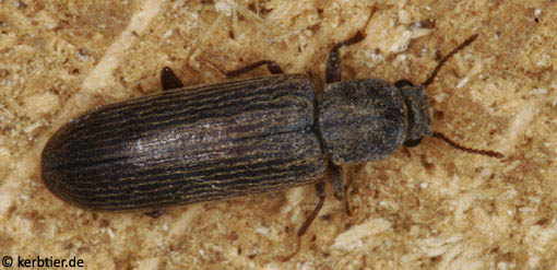 Lyctus cavicollis B