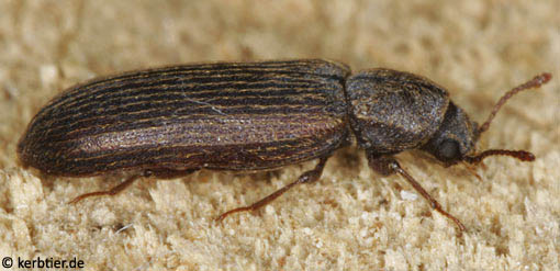 Lyctus cavicollis C