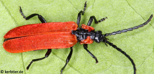 Lygistopterus sanguineus B