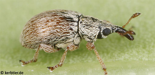 Malvapion malvae