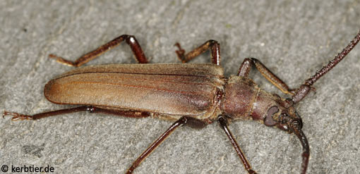 Megopis scabricornis B