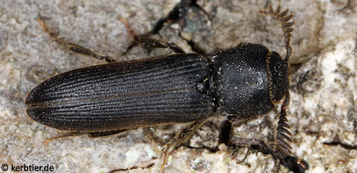 Melasis buprestoides