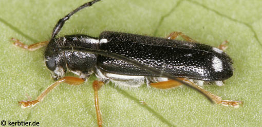 Menesia bipunctata