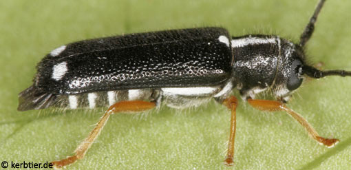 Menesia bipunctata B