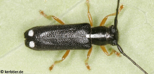 Menesia bipunctata C