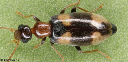 Microhoria nectarina