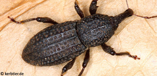 Mitoplinthus caliginosus