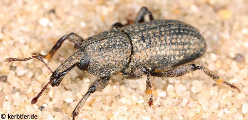 Mitoplinthus caliginosus C